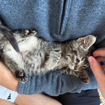 Nicky -  Domestic Short Hair Cat for Adoption in Chicago, Illinois - Nicky | PetCurious