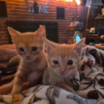 Fred Weasley -  Domestic Short Hair Cat for Adoption in Richland, Michigan - Fred Weasley | PetCurious