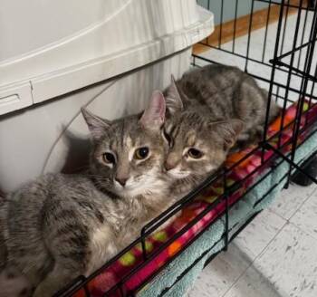 Domestic Short Hair Cats Available for Adoption - Thistle And Tansy | PetCurious