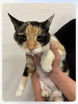 Rescue Calico Cats for Adoption in Napa, California - Moxie NAPA | PetCurious