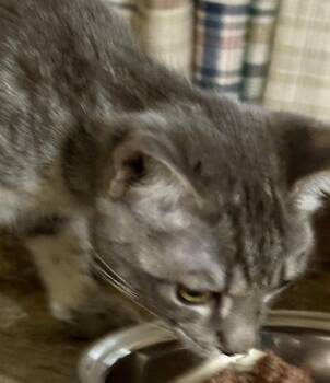 Carolina -  Domestic Short Hair Cat for Adoption in Phoenix, Arizona - Carolina | PetCurious