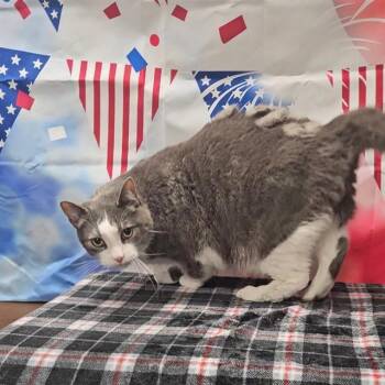 Domestic Short Hair Cats Available for Adoption in Wylie, Texas - BIG MAC | PetCurious