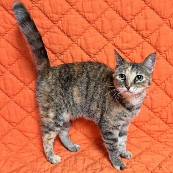 Sweetie -  Domestic Short Hair Cat for Adoption in Waterloo, Iowa - Sweetie | PetCurious
