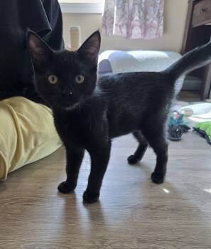 Rescue Domestic Short Hair Cats for Adoption in Big Lake, Minnesota - Pesto | PetCurious