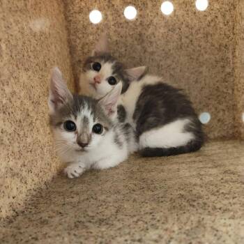 Danny -  Domestic Short Hair Cat for Adoption in Philadelphia, Pennsylvania - Danny | PetCurious
