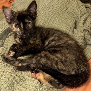 Annie -  Domestic Short Hair Cat for Adoption in League City, Texas - Annie | PetCurious