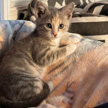 Winifred -  Domestic Short Hair Cat for Adoption in Normal, Illinois - Winifred | PetCurious