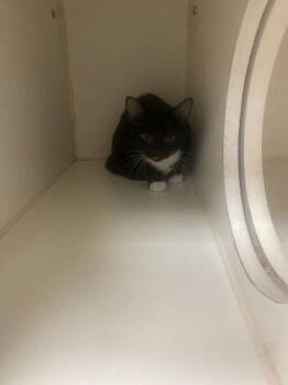 Shelby -  Domestic Short Hair Cat for Adoption in Gainesville, Florida - Shelby | PetCurious
