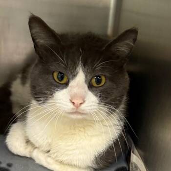 Domestic Short Hair Cats Available for Adoption - Hobbes | PetCurious