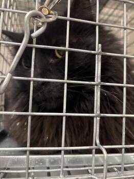 Domestic Medium Hair Cats Available for Adoption in Las Vegas, Nevada - MING-MING | PetCurious