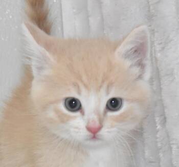 Ren -  Domestic Short Hair Cat for Adoption in Springfield, Ohio - Ren | PetCurious