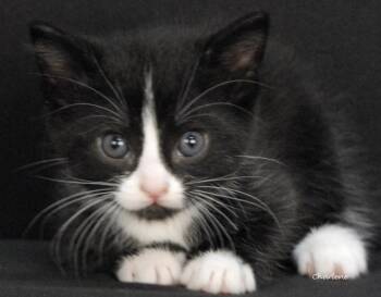 Poet -  Domestic Short Hair Cat for Adoption in Newland, North Carolina - Poet | PetCurious