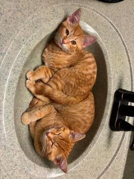 Rogue -  Domestic Short Hair Cat for Adoption in Adrian, Michigan - Rogue | PetCurious