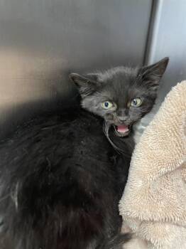 WIGGLES* -  Domestic Short Hair Cat for Adoption in Santa Cruz, California - WIGGLES* | PetCurious