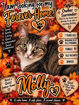 Molly -  Domestic Short Hair Cat for Adoption in Shelbyville, Tennessee - Molly | PetCurious