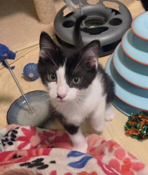 Lima Bean -  Domestic Short Hair Cat for Adoption in Green Valley, Arizona - Lima Bean | PetCurious
