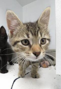 Denim -  Domestic Short Hair Cat for Adoption in Van Wert, Ohio - Denim | PetCurious