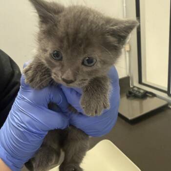 Domestic Medium Hair Cats Available for Adoption - Lady | PetCurious