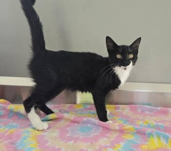 Atlas -  Domestic Short Hair Cat for Adoption in Dickson, Tennessee - Atlas | PetCurious