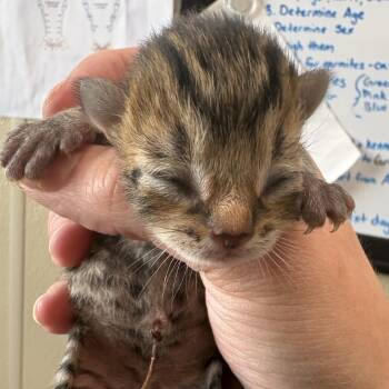 Otter -  Domestic Short Hair Cat for Adoption in Clavet, Saskatchewan - Otter | PetCurious