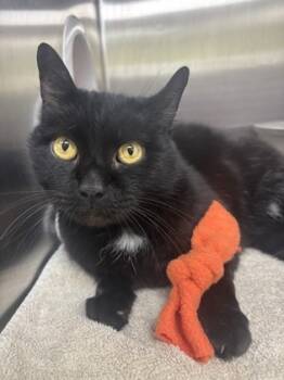 Rescue Domestic Short Hair Cats for Adoption in Cincinnati, Ohio - Midnight | PetCurious