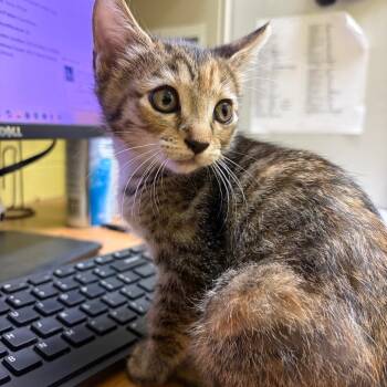 Destini -  Domestic Short Hair Cat for Adoption in Edinburg, Texas - Destini | PetCurious