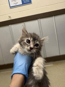 Maggie -  Domestic Long Hair and Domestic Short Hair Cat for Adoption in Palm Coast, Florida - Maggie | PetCurious