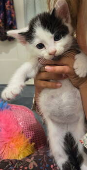 Rescue Domestic Short Hair Cats for Adoption in San Jose, California - Muppet | PetCurious