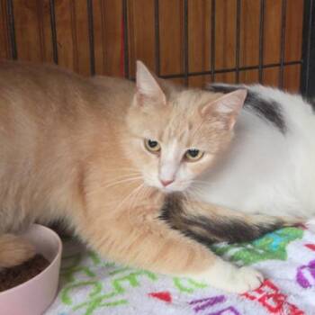 Apex -  Domestic Short Hair Cat for Adoption in Indiana, Pennsylvania - Apex | PetCurious