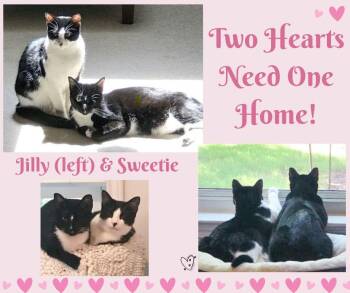 Jilly & Sweetie (Bonded Pair) -  Tuxedo Cat for Adoption in Trophy Club, Texas - Jilly & Sweetie (Bonded Pair) | PetCurious