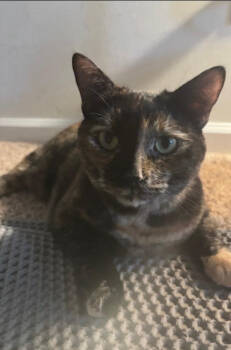 Rescue Domestic Short Hair Cats for Adoption in Virginia Beach, Virginia - Kona | PetCurious
