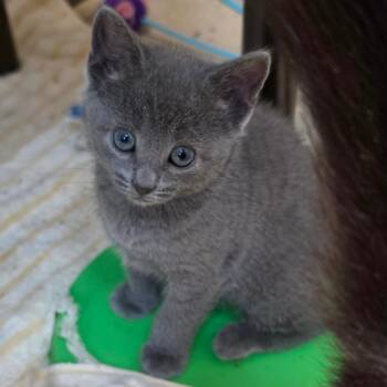 American Shorthair Cats Available for Adoption in Melrose, Florida - Blue Jeans | PetCurious