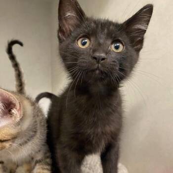 Smores -  Domestic Short Hair Cat for Adoption in Dayton, Ohio - Smores | PetCurious