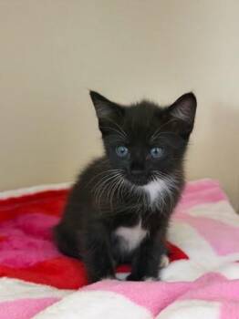 Cavatappi -  Domestic Short Hair Cat for Adoption in Chamblee, Georgia - Cavatappi | PetCurious