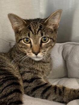 Cowboy 26 -  Tabby and Domestic Short Hair Cat for Adoption in Brookhaven, Mississippi - Cowboy 26 | PetCurious
