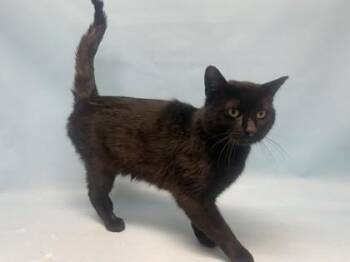 Domestic Short Hair Cats Available for Adoption - Toby | PetCurious