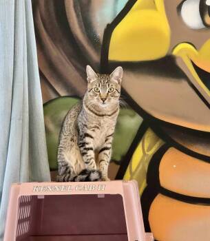 Pavarotti -  Domestic Short Hair and Tabby Cat Available for Adoption in Oakland, California - Pavarotti | PetCurious