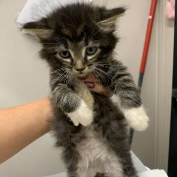 Soy Sauce -  Domestic Long Hair Cat Available for Adoption in Morganton, North Carolina - Soy Sauce | PetCurious