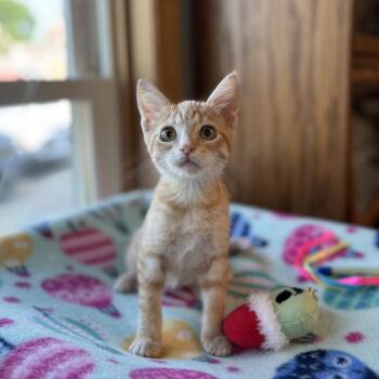 Banana Bread--In Foster -  Domestic Short Hair Cat for Adoption in Fargo, North Dakota - Banana Bread--In Foster | PetCurious