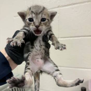 Dopey -  Domestic Short Hair Cat for Adoption in Reno, Nevada - Dopey | PetCurious