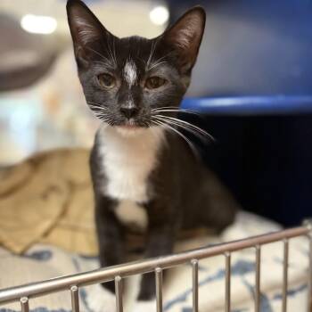 Oreo Kittens -  Tuxedo Cat for Adoption in Hanson, Massachusetts - Oreo Kittens | PetCurious
