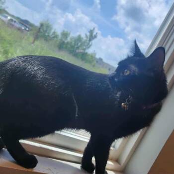 Rescue American Shorthair Cats for Adoption in Rochester, Minnesota - Sage | PetCurious