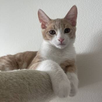 Rescue Domestic Short Hair Cats for Adoption in Los Angeles, California - Julius | PetCurious