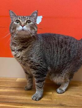 Charlotte -  Domestic Short Hair Cat for Adoption in Maryville, Missouri - Charlotte | PetCurious