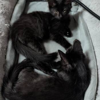 Leigh -  Domestic Medium Hair Cat for Adoption in Mt. Juliet, Tennessee - Leigh | PetCurious