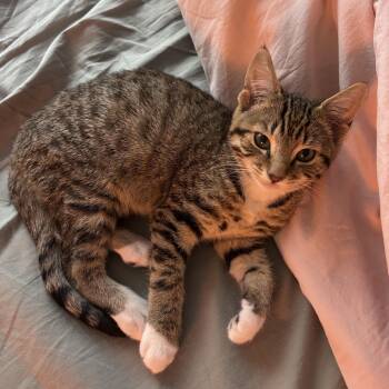 Peter Parker -  Domestic Short Hair Cat for Adoption in Davis, California - Peter Parker | PetCurious