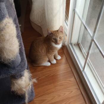 Rescue Domestic Short Hair Cats for Adoption in Harrisonburg, Virginia - Huey | PetCurious