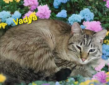 Siamese Cats Available for Adoption in Jim Thorpe, Pennsylvania - Vayda | PetCurious