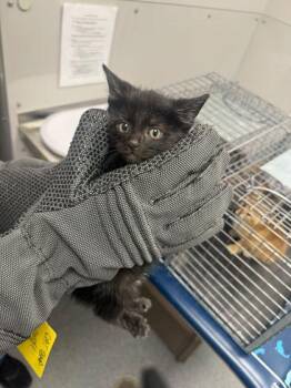 Domestic Short Hair Cats Available for Adoption in Sevierville, Tennessee - Texas Pete | PetCurious
