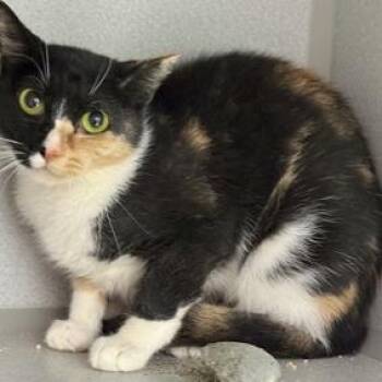 Sesame -  Domestic Short Hair Cat for Adoption in New York, New York - Sesame | PetCurious